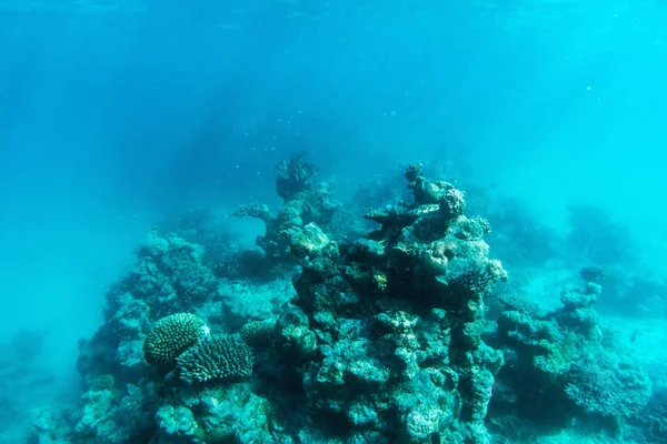 Underwater korallrev — Stockfoto