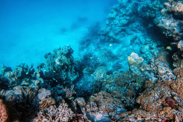 Onderwater koraal rif — Stockfoto