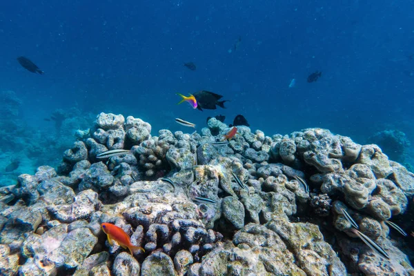 Υποβρύχια κοραλλιογενή ύφαλο — Φωτογραφία Αρχείου