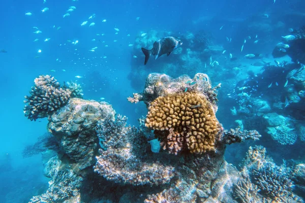 Arrecife de coral submarino — Foto de Stock