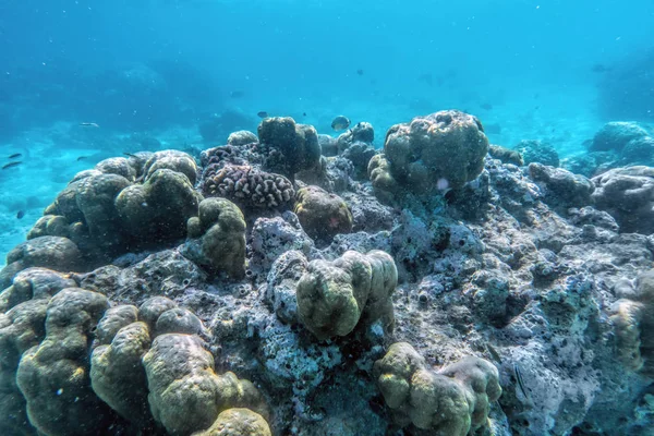 Sualtı mercan — Stok fotoğraf
