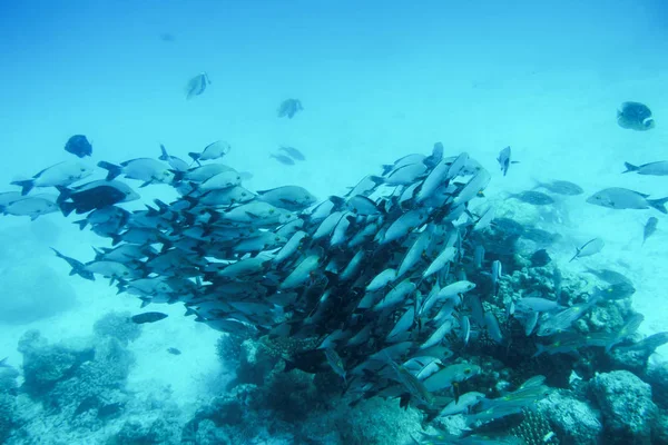 Fiskstim i Indiska oceanen — Stockfoto