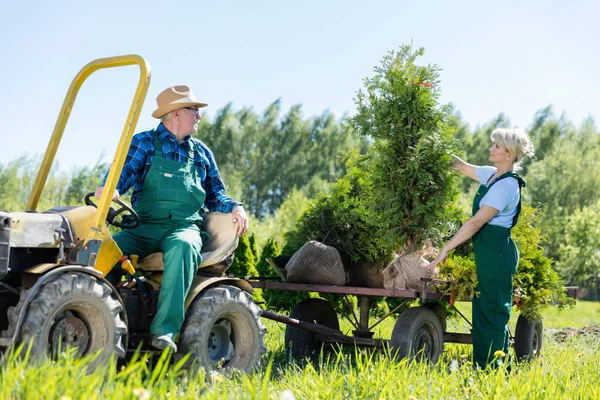 Jardineiros em trator trabalhando em árvores que levantam fazenda — Fotografia de Stock