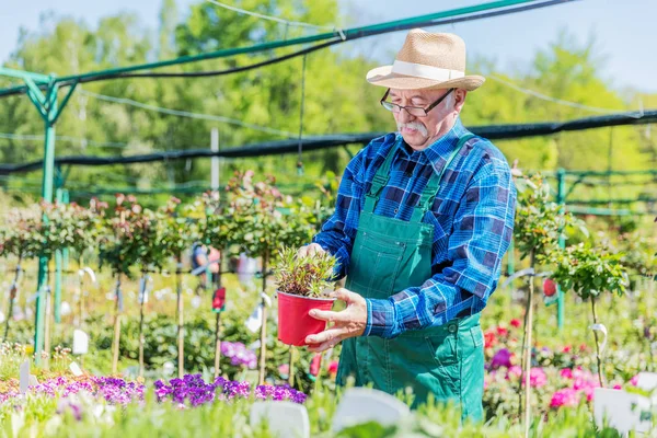 Trädgårdsmästare att välja krukväxt — Stockfoto