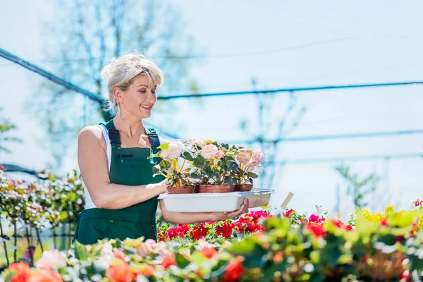 Jardinier sélection de fleurs dans le centre de jardinage — Photo