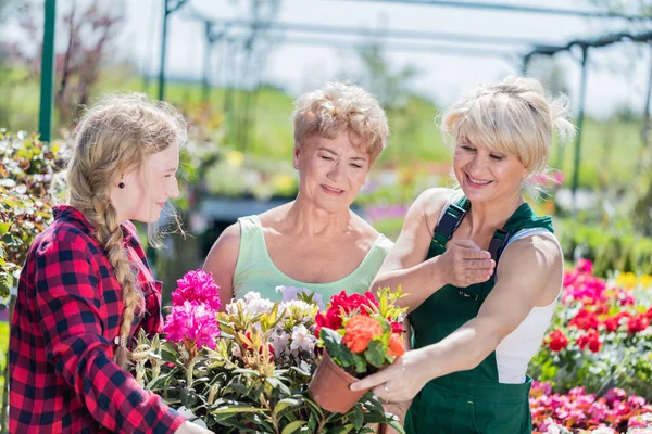 Mormor och barnbarn välja krukväxter blommor. — Stockfoto