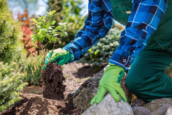 Jardinero manos plantación nuevo árbol — Foto de Stock