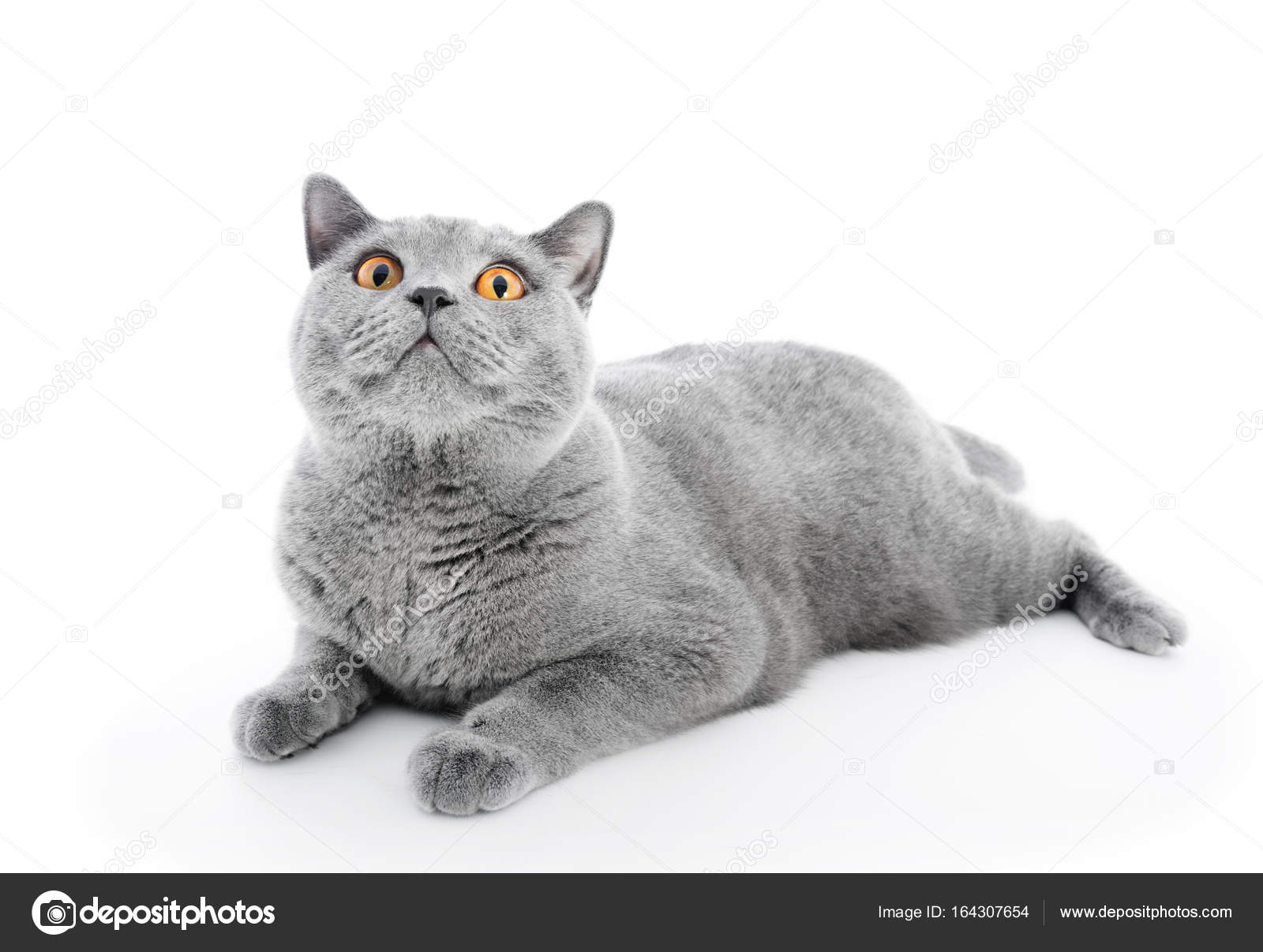 Britisch Kurzhaarkatze Stockfoto Photocreo 164307654
