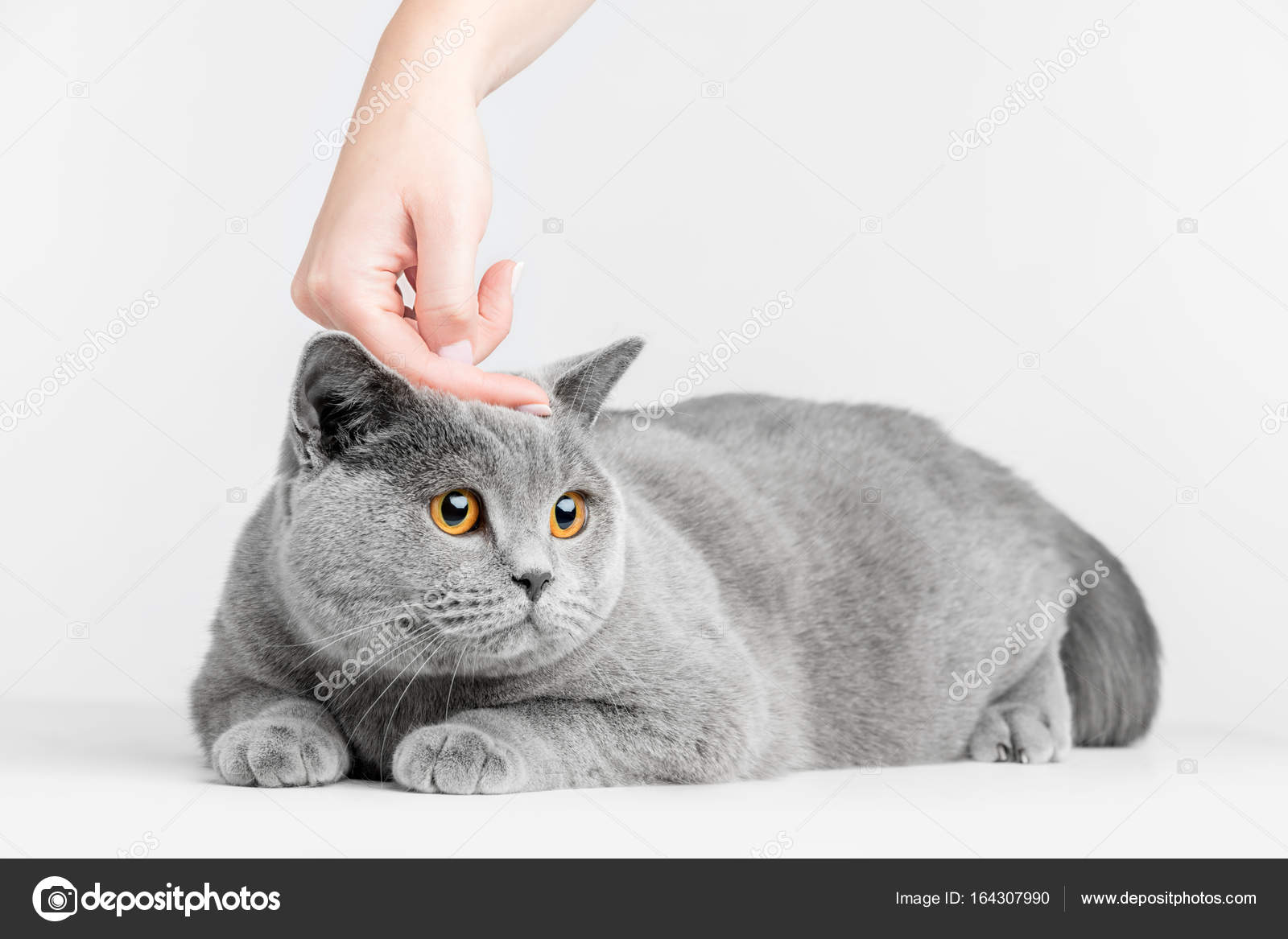 Hand petting cat's head. — Stock Photo © Photocreo #164307990