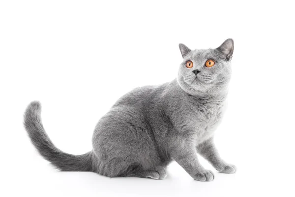 Britische Kurzhaarkatze — Stockfoto