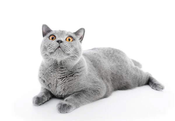 Britische Kurzhaarkatze — Stockfoto