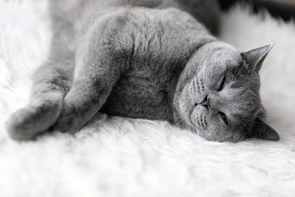 Jovem bonito gato dormindo — Fotografia de Stock