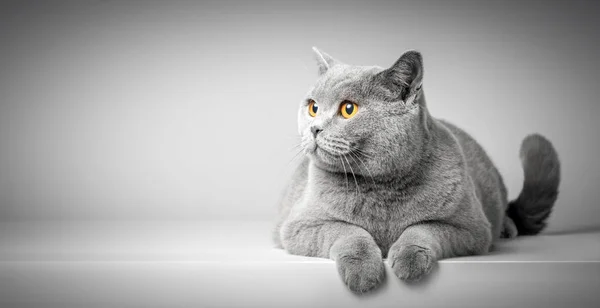 Británico taquigrafía gato — Foto de Stock
