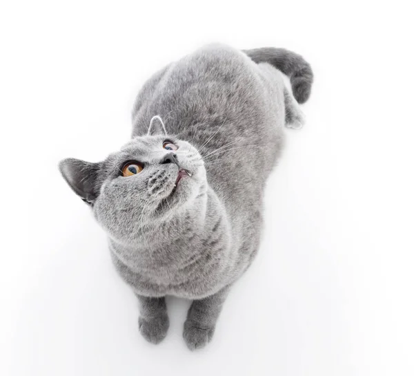 ᐈ British Short Hair Grey And White Stock Pictures Royalty Free
