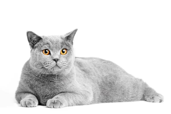 British Shorthair cat — Stock Photo, Image