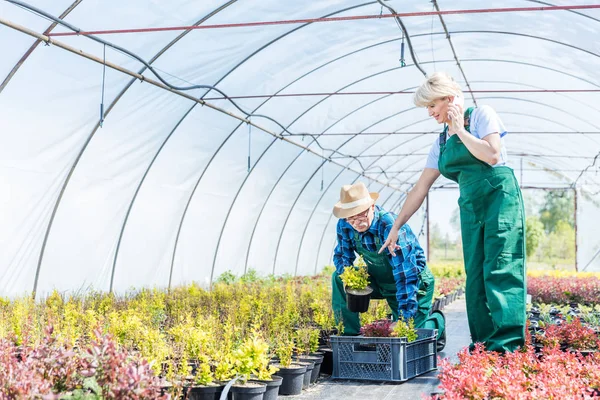 Jardineros seleccionando plantas en un invernadero . — Foto de Stock