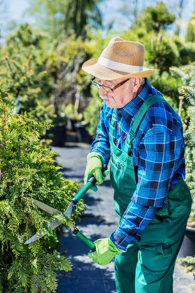 Senior tuinman snijden van een boom in een tuin. — Stockfoto
