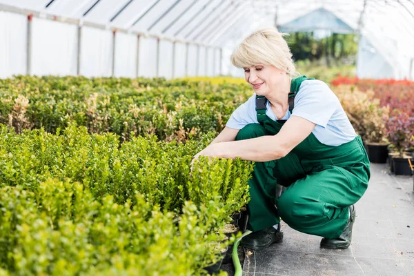 Attraente giardiniere maturo che lavora in serra . — Foto Stock