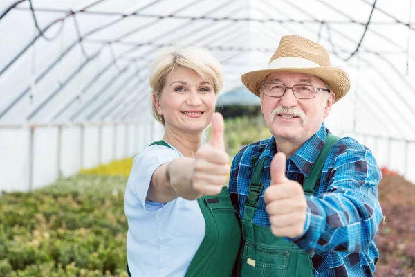 Jardineros profesionales mostrando signo OK en un invernadero . — Foto de Stock