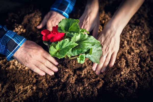 Trädgårdsmästare plantering blommor — Stockfoto