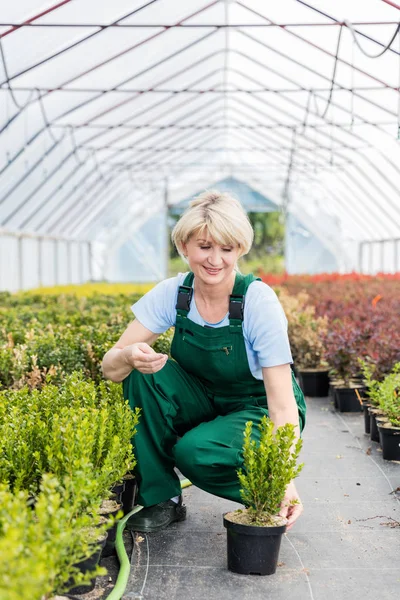 Attraktiv mogen trädgårdsmästare arbetar i ett växthus. — Stockfoto