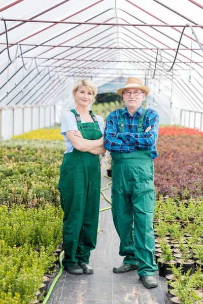 Jardineiro homem sênior e jardineiro mulher de meia-idade no trabalho . — Fotografia de Stock