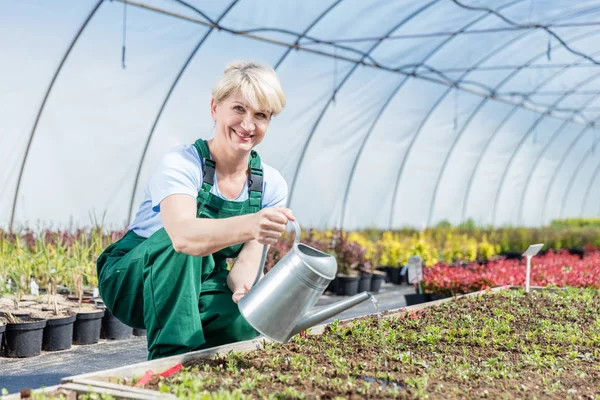 Attractive mature gardener watering plants in a greenhouse. — Stock Photo, Image