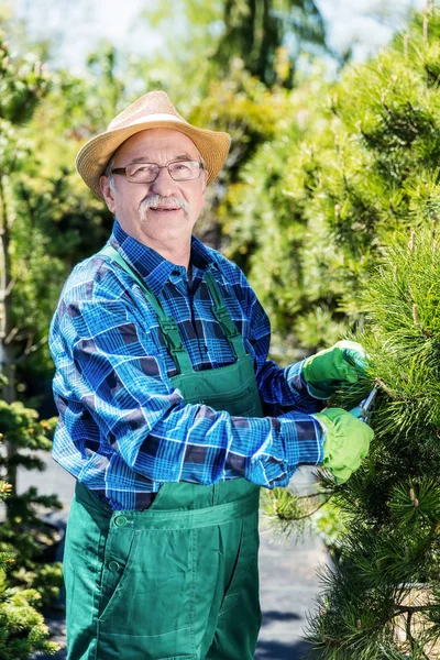 Senior trädgårdsmästare skära ett träd i en trädgård. — Stockfoto