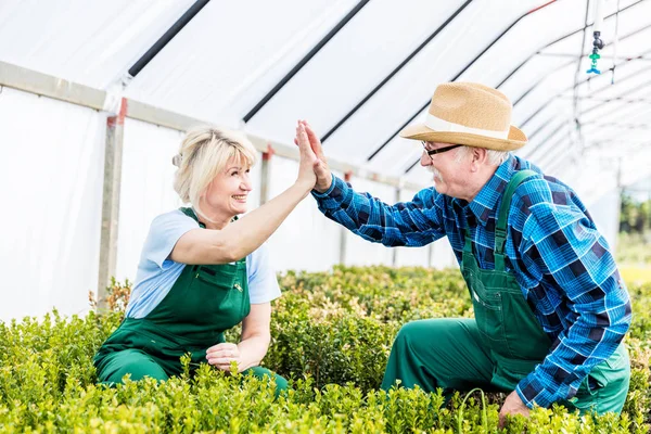 Tým zahradníků dělá vysoké pět gesto při práci ve skleníku — Stock fotografie