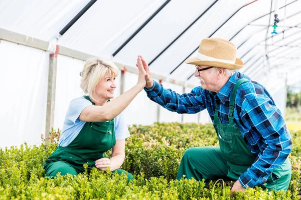 Gärtnerteam macht High-Five-Geste bei der Arbeit im Gewächshaus — Stockfoto