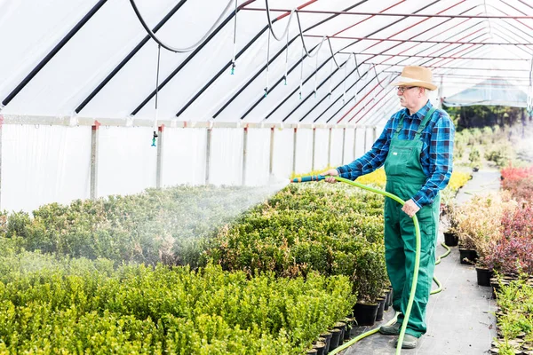 Senior trädgårdsmästare vattna växter i ett växthus. — Stockfoto