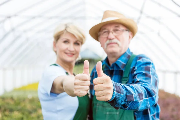 Jardineros profesionales mostrando pulgares hacia arriba en un invernadero . — Foto de Stock