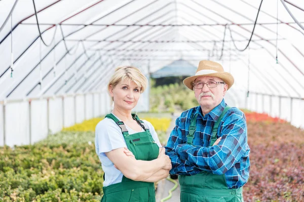 Jardineros profesionales de pie en un invernadero . — Foto de Stock