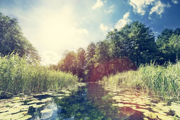 숲에서 강의 여름 보기. — 스톡 사진