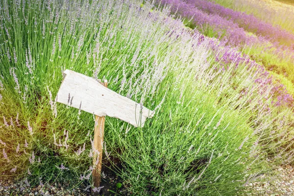 Singpfosten im Gras und Lavendelfeld — Stockfoto