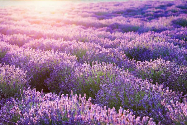 Campo de flores de lavanda ao pôr do sol . — Fotografia de Stock