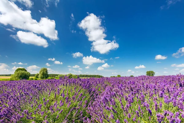 Campo de flores de lavanda em plena floração — Fotografia de Stock