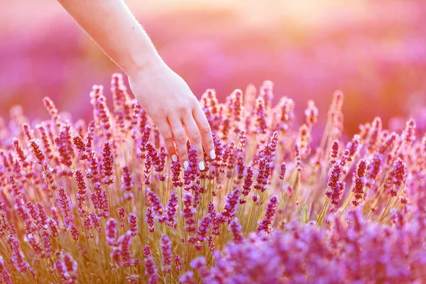 부드럽게 라벤더 꽃을만 지는 여자의 손 — 스톡 사진