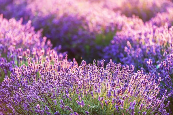 일몰에 라벤더 꽃 필드. — 스톡 사진