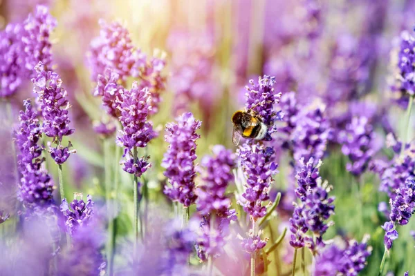 꿀벌 pollinating 라벤더 꽃 필드 — 스톡 사진