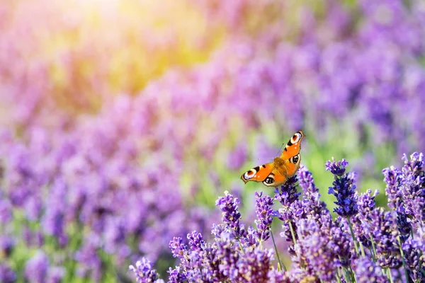 Schmetterling sitzt auf Lavendelblüten. — Stockfoto