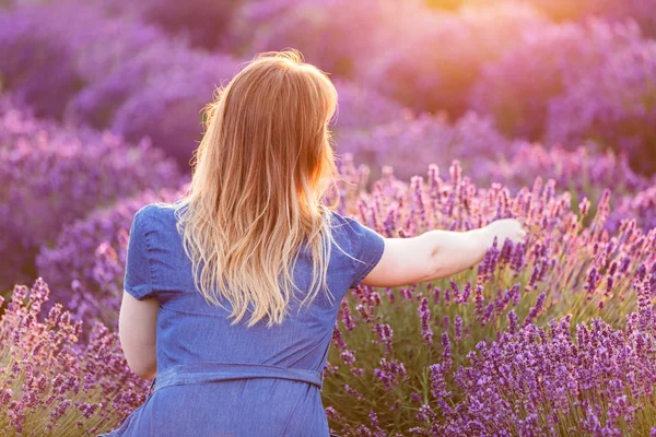 Genç kadın günbatımında lavanta çiçek toplama. — Stok fotoğraf