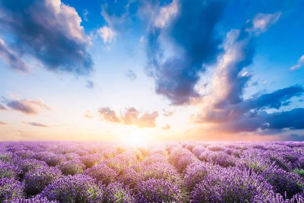 Lavender flowers field at sunset — Stock Photo, Image