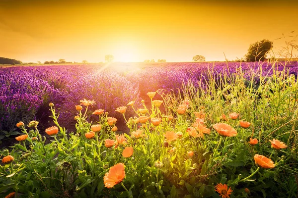 Квіти лаванди польовий пейзаж на заході сонця — стокове фото