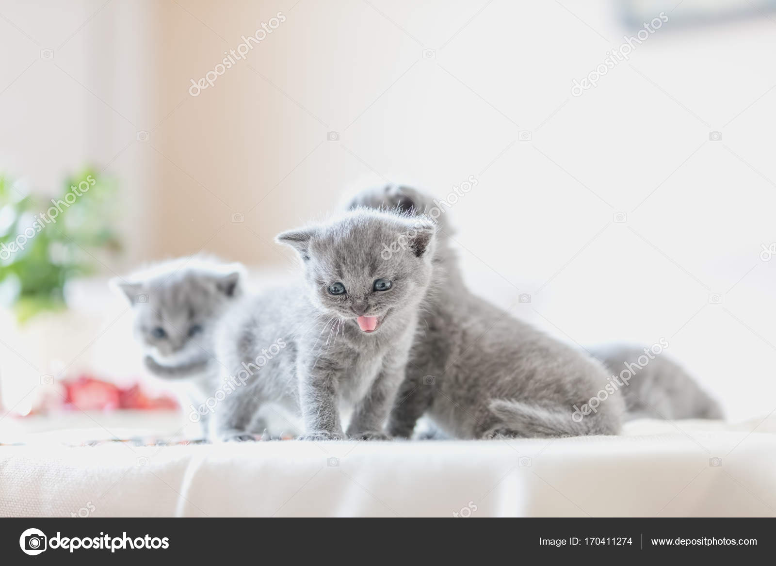 vrije tijd Het formulier alledaags Pups van kittens in huis. — Stockfoto © Photocreo #170411274