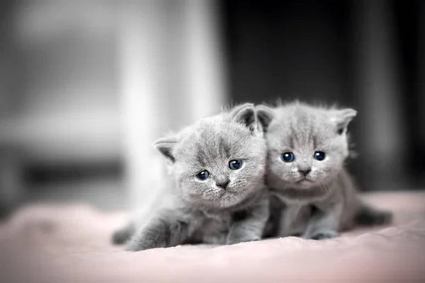 Zwei süße Kätzchen kuscheln sich aneinander. — Stockfoto