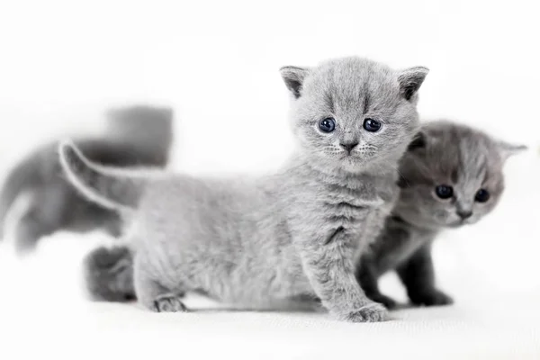 Gatos bebé de ojos azules de pie . —  Fotos de Stock