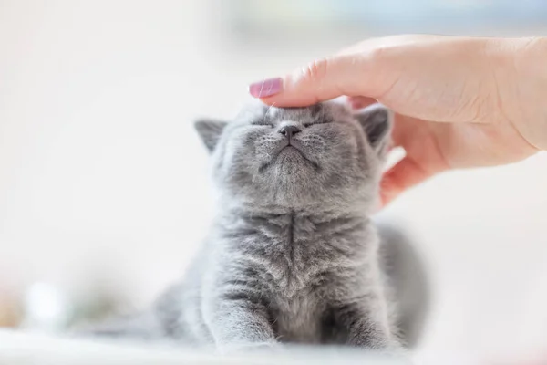 Kitten  stroked by woman's hand — Stock Photo, Image