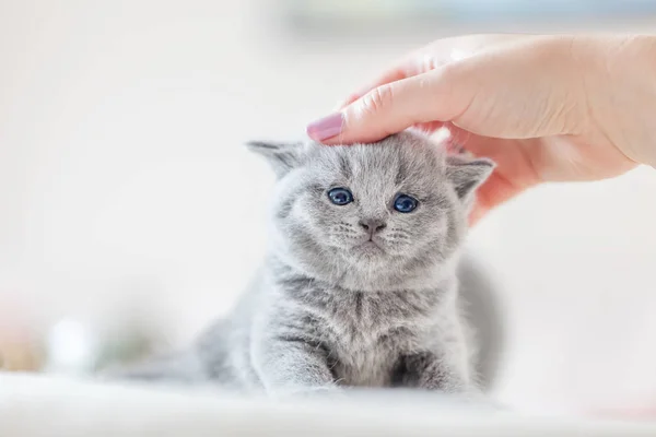 Söt kattunge smekte av kvinnas hand — Stockfoto