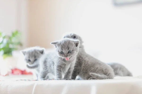 Skräp av kattungarna i hem. — Stockfoto